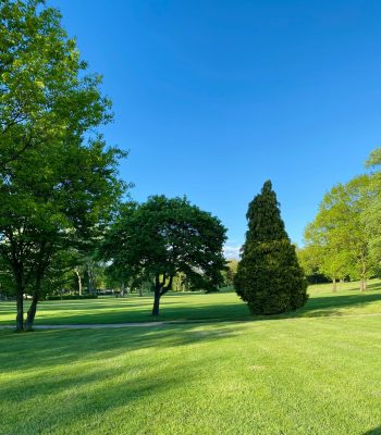 Champ d’herbe verte avec des arbres sous le ciel bleu pendant la journée