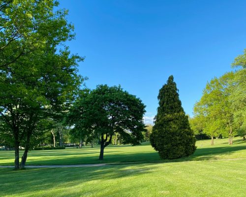 Champ d’herbe verte avec des arbres sous le ciel bleu pendant la journée